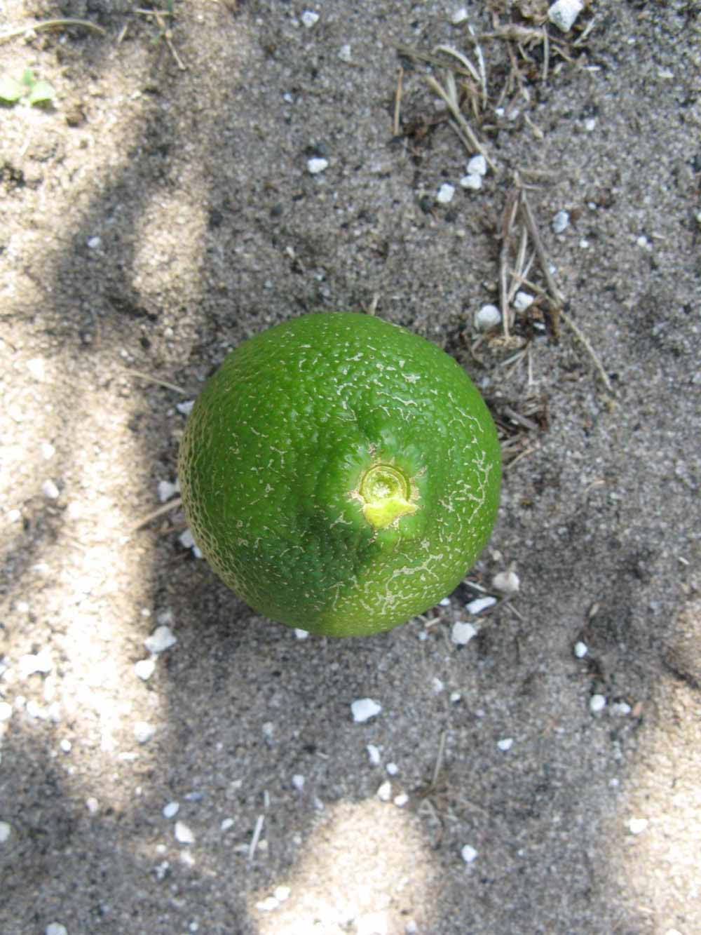            Immature fruit (Winter Haven, FL)   